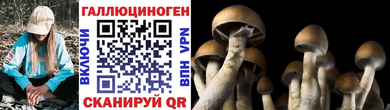 Купить где Заводоуковск Галлюциногенные грибы GOLDEN TEACHER